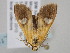  ( - BC_ZSM_Lep_117138)  @11 [ ] by-nc-sa (2023) SNSB, Staatliche Naturwissenschaftliche Sammlungen Bayerns ZSM (SNSB, Zoologische Staatssammlung Muenchen)