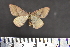  ( - BC_ZSM_Lep_117573)  @11 [ ] by-nc-sa (2023) SNSB, Staatliche Naturwissenschaftliche Sammlungen Bayerns ZSM (SNSB, Zoologische Staatssammlung Muenchen)