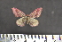 (Rhodostrophia sp. SK02 - BC_ZSM_Lep_117580)  @11 [ ] by-nc-sa (2023) SNSB, Staatliche Naturwissenschaftliche Sammlungen Bayerns ZSM (SNSB, Zoologische Staatssammlung Muenchen)