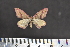  (Rhodostrophia sp. SK04 - BC_ZSM_Lep_117581)  @11 [ ] by-nc-sa (2023) SNSB, Staatliche Naturwissenschaftliche Sammlungen Bayerns ZSM (SNSB, Zoologische Staatssammlung Muenchen)