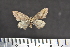  ( - BC_ZSM_Lep_117582)  @11 [ ] by-nc-sa (2023) SNSB, Staatliche Naturwissenschaftliche Sammlungen Bayerns ZSM (SNSB, Zoologische Staatssammlung Muenchen)