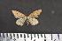  ( - BC_ZSM_Lep_117583)  @11 [ ] by-nc-sa (2023) SNSB, Staatliche Naturwissenschaftliche Sammlungen Bayerns ZSM (SNSB, Zoologische Staatssammlung Muenchen)