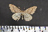  ( - BC_ZSM_Lep_117584)  @11 [ ] by-nc-sa (2023) SNSB, Staatliche Naturwissenschaftliche Sammlungen Bayerns ZSM (SNSB, Zoologische Staatssammlung Muenchen)