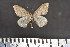 ( - BC_ZSM_Lep_117585)  @11 [ ] by-nc-sa (2023) SNSB, Staatliche Naturwissenschaftliche Sammlungen Bayerns ZSM (SNSB, Zoologische Staatssammlung Muenchen)
