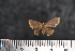  ( - BC_ZSM_Lep_117589)  @11 [ ] by-nc-sa (2023) SNSB, Staatliche Naturwissenschaftliche Sammlungen Bayerns ZSM (SNSB, Zoologische Staatssammlung Muenchen)