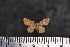  ( - BC_ZSM_Lep_117590)  @11 [ ] by-nc-sa (2023) SNSB, Staatliche Naturwissenschaftliche Sammlungen Bayerns ZSM (SNSB, Zoologische Staatssammlung Muenchen)