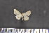  ( - BC_ZSM_Lep_117591)  @11 [ ] by-nc-sa (2023) SNSB, Staatliche Naturwissenschaftliche Sammlungen Bayerns ZSM (SNSB, Zoologische Staatssammlung Muenchen)