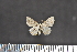  ( - BC_ZSM_Lep_117592)  @11 [ ] by-nc-sa (2023) SNSB, Staatliche Naturwissenschaftliche Sammlungen Bayerns ZSM (SNSB, Zoologische Staatssammlung Muenchen)