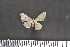  ( - BC_ZSM_Lep_117593)  @11 [ ] by-nc-sa (2023) SNSB, Staatliche Naturwissenschaftliche Sammlungen Bayerns ZSM (SNSB, Zoologische Staatssammlung Muenchen)