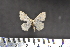  ( - BC_ZSM_Lep_117594)  @11 [ ] by-nc-sa (2023) SNSB, Staatliche Naturwissenschaftliche Sammlungen Bayerns ZSM (SNSB, Zoologische Staatssammlung Muenchen)
