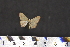  ( - BC_ZSM_Lep_117605)  @11 [ ] by-nc-sa (2023) SNSB, Staatliche Naturwissenschaftliche Sammlungen Bayerns ZSM (SNSB, Zoologische Staatssammlung Muenchen)