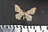  ( - BC_ZSM_Lep_117620)  @11 [ ] by-nc-sa (2023) SNSB, Staatliche Naturwissenschaftliche Sammlungen Bayerns ZSM (SNSB, Zoologische Staatssammlung Muenchen)