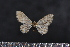  ( - BC_ZSM_Lep_117664)  @11 [ ] by-nc-sa (2023) SNSB, Staatliche Naturwissenschaftliche Sammlungen Bayerns ZSM (SNSB, Zoologische Staatssammlung Muenchen)