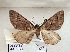  ( - BC_ZSM_Lep_117670)  @11 [ ] by-nc-sa (2023) SNSB, Staatliche Naturwissenschaftliche Sammlungen Bayerns ZSM (SNSB, Zoologische Staatssammlung Muenchen)