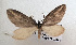  ( - BC_ZSM_Lep_117681)  @11 [ ] by-nc-sa (2023) SNSB, Staatliche Naturwissenschaftliche Sammlungen Bayerns ZSM (SNSB, Zoologische Staatssammlung Muenchen)