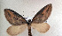  ( - BC_ZSM_Lep_117682)  @11 [ ] by-nc-sa (2023) SNSB, Staatliche Naturwissenschaftliche Sammlungen Bayerns ZSM (SNSB, Zoologische Staatssammlung Muenchen)