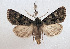  ( - BC_ZSM_Lep_117683)  @11 [ ] by-nc-sa (2023) SNSB, Staatliche Naturwissenschaftliche Sammlungen Bayerns ZSM (SNSB, Zoologische Staatssammlung Muenchen)
