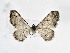  ( - BC_ZSM_Lep_117699)  @11 [ ] by-nc-sa (2023) SNSB, Staatliche Naturwissenschaftliche Sammlungen Bayerns ZSM (SNSB, Zoologische Staatssammlung Muenchen)