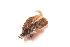  ( - BC_ZSM_Lep_115976)  @11 [ ] by-nc-sa (2023) SNSB, Staatliche Naturwissenschaftliche Sammlungen Bayerns ZSM (SNSB, Zoologische Staatssammlung Muenchen)