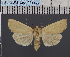  (Mythimna palaestinae - BC_ZSM_Lep_117765)  @11 [ ] by-nc-sa (2023) SNSB, Staatliche Naturwissenschaftliche Sammlungen Bayerns ZSM (SNSB, Zoologische Staatssammlung Muenchen)