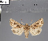  ( - BC_ZSM_Lep_117781)  @11 [ ] by-nc-sa (2023) SNSB, Staatliche Naturwissenschaftliche Sammlungen Bayerns ZSM (SNSB, Zoologische Staatssammlung Muenchen)