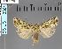  (Apospasta consanguianea - BC_ZSM_Lep_117784)  @11 [ ] by-nc-sa (2023) SNSB, Staatliche Naturwissenschaftliche Sammlungen Bayerns ZSM (SNSB, Zoologische Staatssammlung Muenchen)