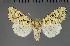 (Nyodes prasinodes - BC_ZSM_Lep_117795)  @11 [ ] by-nc-sa (2023) SNSB, Staatliche Naturwissenschaftliche Sammlungen Bayerns ZSM (SNSB, Zoologische Staatssammlung Muenchen)