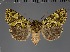  (Nyodes virescens - BC_ZSM_Lep_117800)  @11 [ ] by-nc-sa (2023) SNSB, Staatliche Naturwissenschaftliche Sammlungen Bayerns ZSM (SNSB, Zoologische Staatssammlung Muenchen)