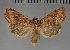  (Apospasta eriopygioides - BC_ZSM_Lep_117807)  @11 [ ] by-nc-sa (2023) SNSB, Staatliche Naturwissenschaftliche Sammlungen Bayerns ZSM (SNSB, Zoologische Staatssammlung Muenchen)