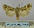  (Apospasta consanguinea - BC_ZSM_Lep_117808)  @11 [ ] by-nc-sa (2023) SNSB, Staatliche Naturwissenschaftliche Sammlungen Bayerns ZSM (SNSB, Zoologische Staatssammlung Muenchen)