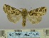  ( - BC_ZSM_Lep_117809)  @11 [ ] by-nc-sa (2023) SNSB, Staatliche Naturwissenschaftliche Sammlungen Bayerns ZSM (SNSB, Zoologische Staatssammlung Muenchen)