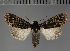  (Apospasta rhodina - BC_ZSM_Lep_117811)  @11 [ ] by-nc-sa (2023) SNSB, Staatliche Naturwissenschaftliche Sammlungen Bayerns ZSM (SNSB, Zoologische Staatssammlung Muenchen)