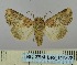 ( - BC_ZSM_Lep_117822)  @11 [ ] by-nc-sa (2023) SNSB, Staatliche Naturwissenschaftliche Sammlungen Bayerns ZSM (SNSB, Zoologische Staatssammlung Muenchen)