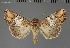  ( - BC_ZSM_Lep_117823)  @11 [ ] by-nc-sa (2023) SNSB, Staatliche Naturwissenschaftliche Sammlungen Bayerns ZSM (SNSB, Zoologische Staatssammlung Muenchen)
