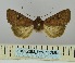  (Apospasta atrirena - BC_ZSM_Lep_117851)  @11 [ ] by-nc-sa (2023) SNSB, Staatliche Naturwissenschaftliche Sammlungen Bayerns ZSM (SNSB, Zoologische Staatssammlung Muenchen)