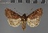  (Apospasta altifusca - BC_ZSM_Lep_117853)  @11 [ ] by-nc-sa (2023) SNSB, Staatliche Naturwissenschaftliche Sammlungen Bayerns ZSM (SNSB, Zoologische Staatssammlung Muenchen)