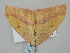  ( - BC_ZSM_Lep_118559)  @11 [ ] by-nc-sa (2023) SNSB, Staatliche Naturwissenschaftliche Sammlungen Bayerns ZSM (SNSB, Zoologische Staatssammlung Muenchen)