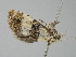  ( - BC_ZSM_Lep_118620)  @11 [ ] by-nc-sa (2023) SNSB, Staatliche Naturwissenschaftliche Sammlungen Bayerns ZSM (SNSB, Zoologische Staatssammlung Muenchen)