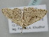  ( - BC_ZSM_Lep_118742)  @11 [ ] by-nc-sa (2023) SNSB, Staatliche Naturwissenschaftliche Sammlungen Bayerns ZSM (SNSB, Zoologische Staatssammlung Muenchen)