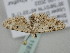  ( - BC_ZSM_Lep_118752)  @11 [ ] by-nc-sa (2023) SNSB, Staatliche Naturwissenschaftliche Sammlungen Bayerns ZSM (SNSB, Zoologische Staatssammlung Muenchen)