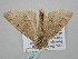  ( - BC_ZSM_Lep_118779)  @11 [ ] by-nc-sa (2023) SNSB, Staatliche Naturwissenschaftliche Sammlungen Bayerns ZSM (SNSB, Zoologische Staatssammlung Muenchen)