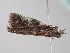  ( - BC_ZSM_Lep_118802)  @11 [ ] by-nc-sa (2023) SNSB, Staatliche Naturwissenschaftliche Sammlungen Bayerns ZSM (SNSB, Zoologische Staatssammlung Muenchen)