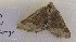  (Zethes pistazina - BC_ZSM_Lep_118819)  @11 [ ] by-nc-sa (2023) SNSB, Staatliche Naturwissenschaftliche Sammlungen Bayerns ZSM (SNSB, Zoologische Staatssammlung Muenchen)