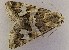  ( - BC_ZSM_Lep_118826)  @11 [ ] by-nc-sa (2023) SNSB, Staatliche Naturwissenschaftliche Sammlungen Bayerns ZSM (SNSB, Zoologische Staatssammlung Muenchen)