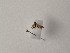  ( - BC_ZSM_Lep_118846)  @11 [ ] by-nc-sa (2023) SNSB, Staatliche Naturwissenschaftliche Sammlungen Bayerns ZSM (SNSB, Zoologische Staatssammlung Muenchen)