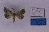 ( - BC_ZSM_Lep_118853)  @11 [ ] by-nc-sa (2023) SNSB, Staatliche Naturwissenschaftliche Sammlungen Bayerns ZSM (SNSB, Zoologische Staatssammlung Muenchen)