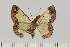  ( - BC_ZSM_Lep_118858)  @11 [ ] by-nc-sa (2023) SNSB, Staatliche Naturwissenschaftliche Sammlungen Bayerns ZSM (SNSB, Zoologische Staatssammlung Muenchen)