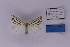  ( - BC_ZSM_Lep_118869)  @11 [ ] by-nc-sa (2023) SNSB, Staatliche Naturwissenschaftliche Sammlungen Bayerns ZSM (SNSB, Zoologische Staatssammlung Muenchen)