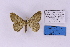  ( - BC_ZSM_Lep_118870)  @11 [ ] by-nc-sa (2023) SNSB, Staatliche Naturwissenschaftliche Sammlungen Bayerns ZSM (SNSB, Zoologische Staatssammlung Muenchen)