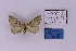  ( - BC_ZSM_Lep_118873)  @11 [ ] by-nc-sa (2023) SNSB, Staatliche Naturwissenschaftliche Sammlungen Bayerns ZSM (SNSB, Zoologische Staatssammlung Muenchen)